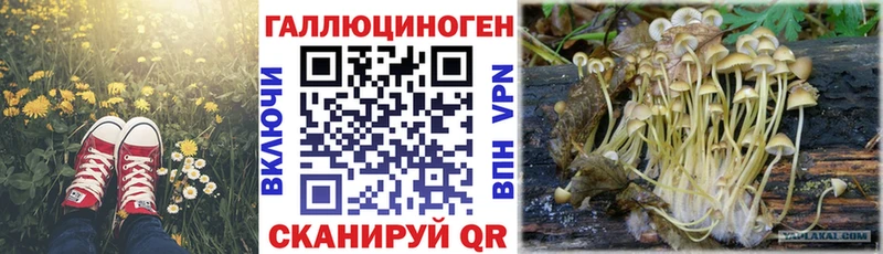OMG рабочий сайт  Вяземский  Псилоцибиновые грибы Psilocybine cubensis 